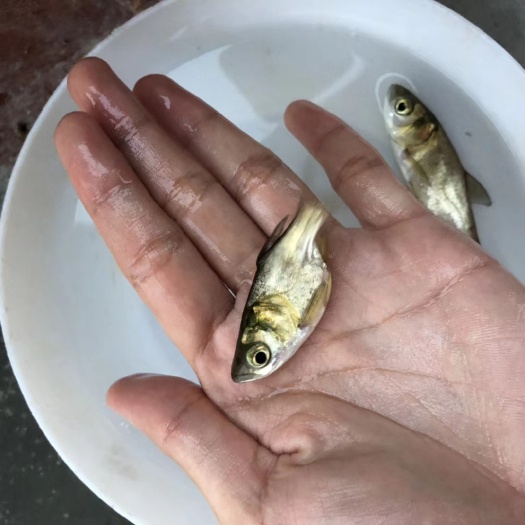 广州缩骨大头鱼苗 
