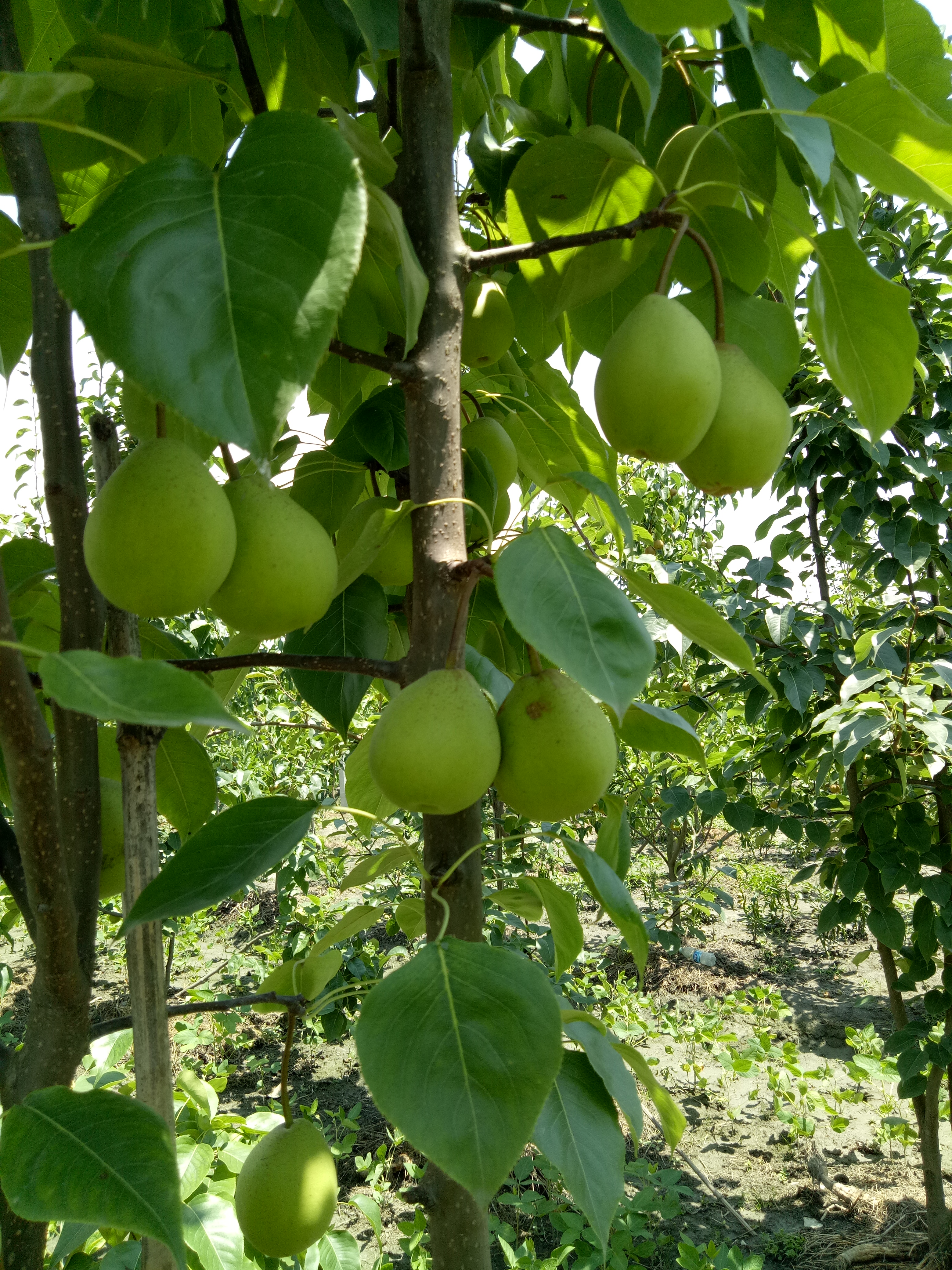 绿宝石梨 无公害绿色水果，味道就是不一样，“你吃了就知道”不信你试试