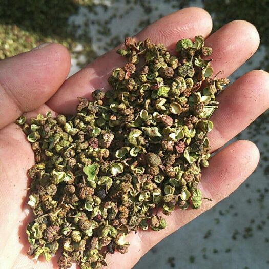 芮城县花椒叶 干花椒 一级