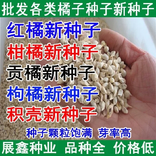 沭阳县柑橘种子  新采枸橘种子枳壳种子枸桔积壳籽橘子红橘种子嫁接砖木带刺篱笆墙
