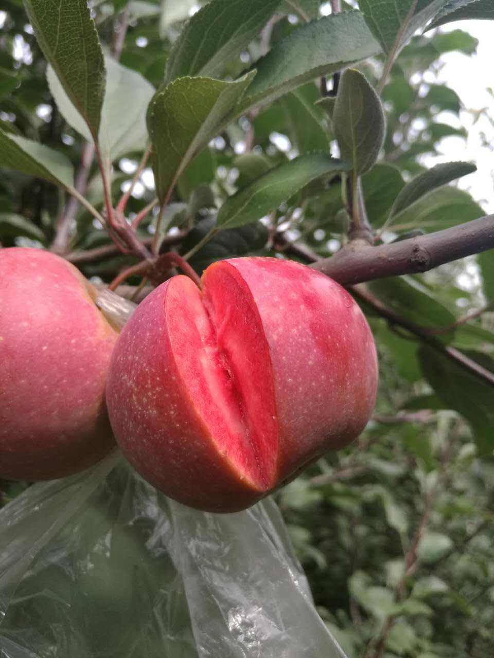 泰安红色之爱苹果苗 1~1.5米