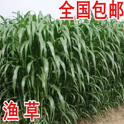 沭阳县苏丹草种子  阔叶高产鱼草籽种子   苏丹草鱼草牧草种子