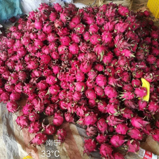 金都一号火龙果  价格便宜，白菜价格，