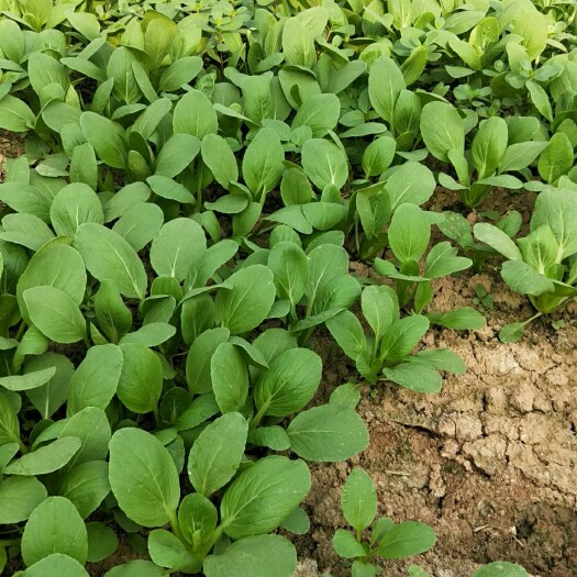 曹县上海青 8 ~10公分
