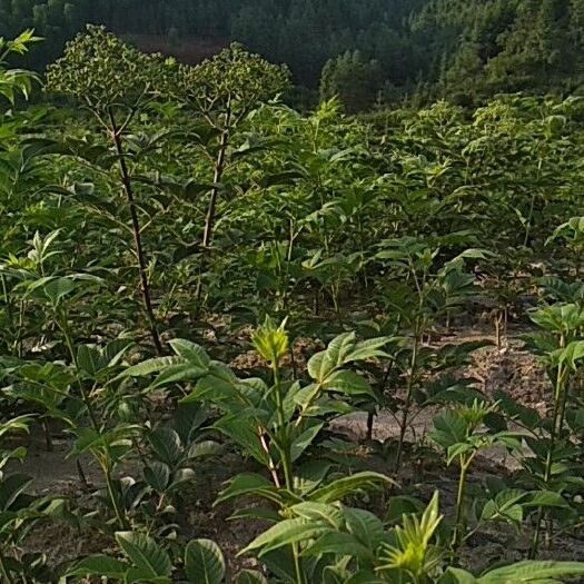 灵川县吴茱萸