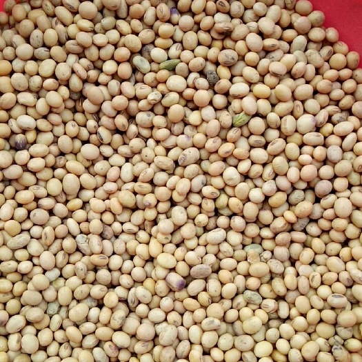 永城市黄黄豆 生大豆 2等品 