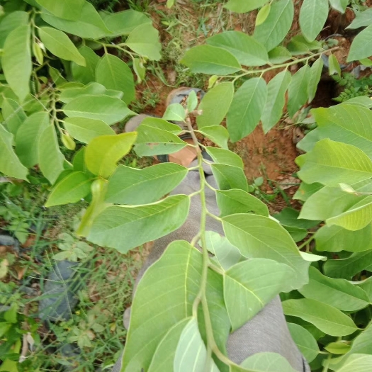 山荔枝苗 