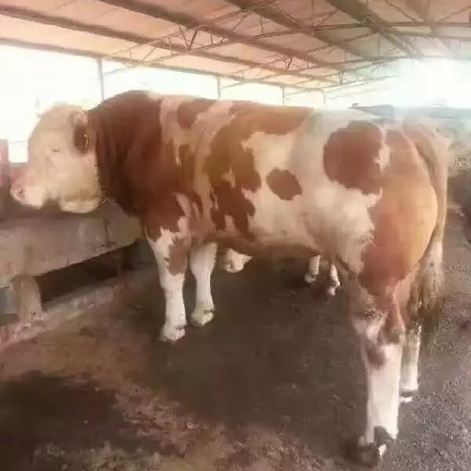 定襄县肉牛  西门塔尔牛