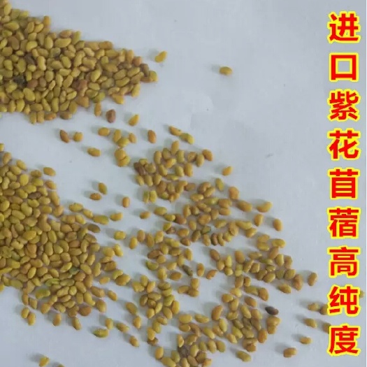 沭阳县种子猪牛羊兔鸡鸭鹅多年生四季养殖牧草苜蓿草籽鱼草种籽