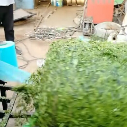 惠民县青贮饲料 