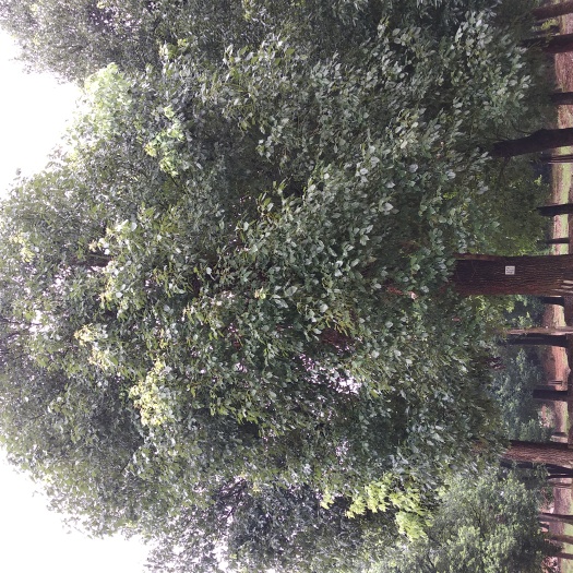 益阳全冠香樟 