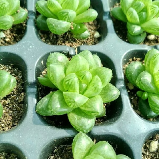 玉露多肉植物  品种好 质量优 基地直销