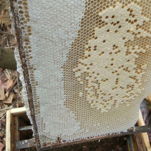 苍梧县百花蜜 塑料瓶装  2年以上