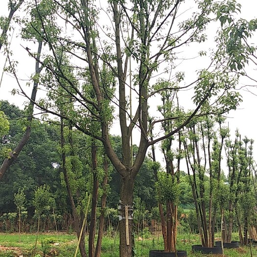 益阳全冠香樟 