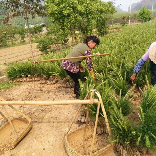 常德湿地松树苗