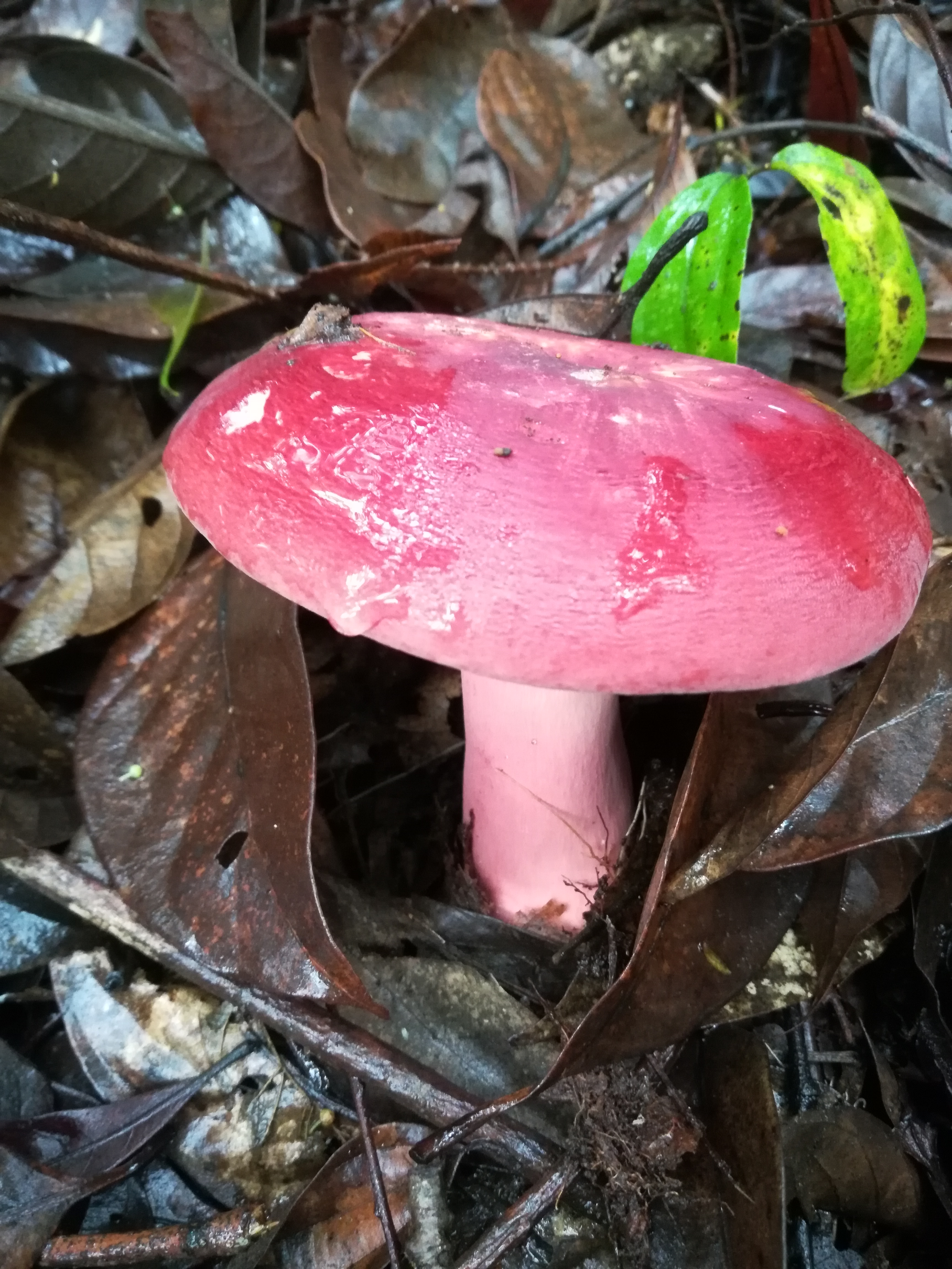 紅蘑菇 生 乾貨