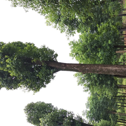 益阳骨架香樟 