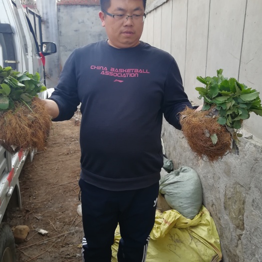 泰安甜查理草莓苗 地栽苗 20~30公分