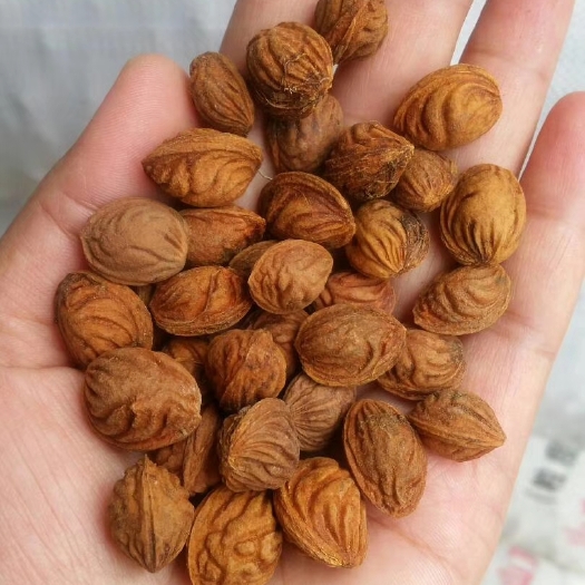 绛县桃树种子
