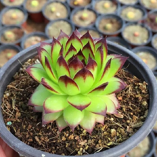 沭阳县多肉植物观音莲多肉植物 基地直销