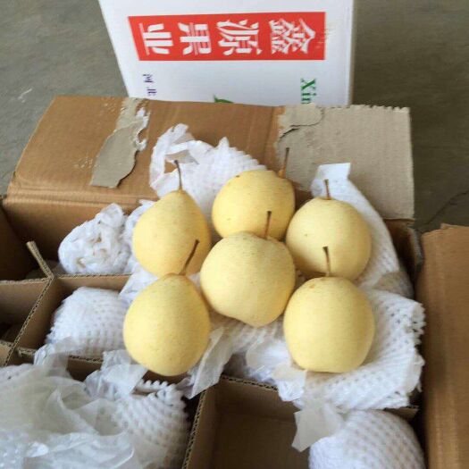 辛集市鸭梨 350-400g 65mm以上