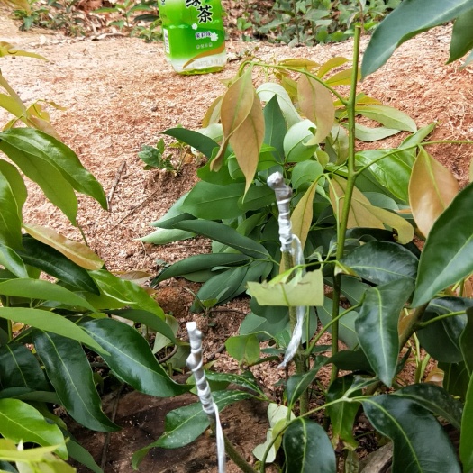 高州市仙进奉荔枝苗
