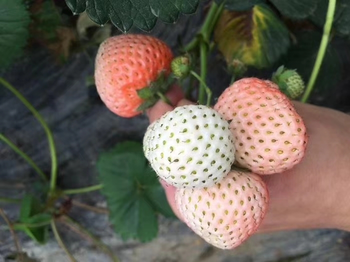 泰安白草莓 地栽苗 20~30公分