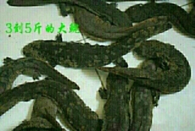 城固县汉中产地直供人工养殖娃娃鱼三文鱼  白鲑  娃娃鱼