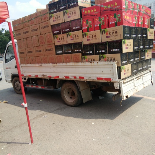 泊头市桑葚干 口感好  无沙