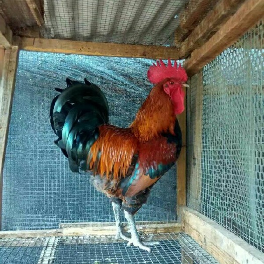 德阳青脚麻鸡苗