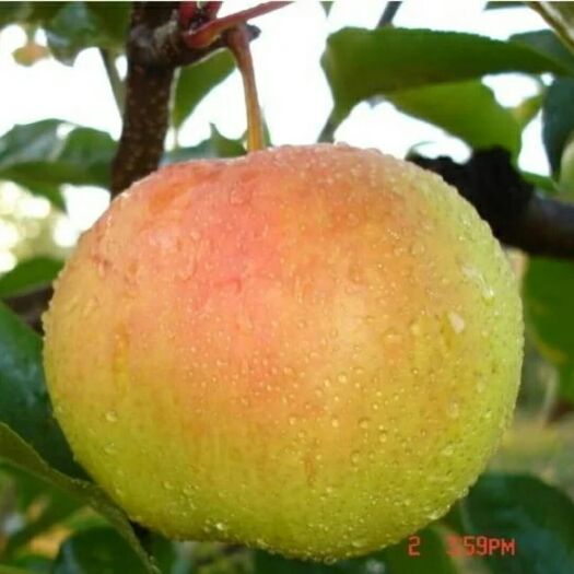 苹果梨种苗  苹果梨苗，脆甜，皮薄。