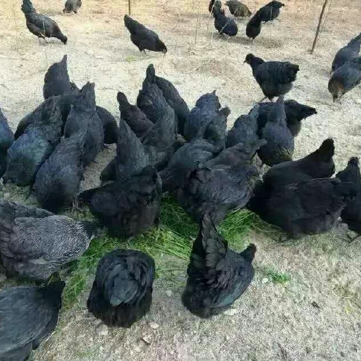 德阳绿壳蛋鸡苗 
