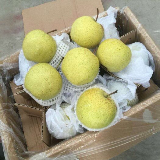赵县雪花梨 85mm以上 450-500g