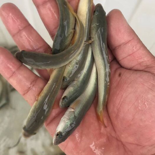 富顺县白乌鱼苗