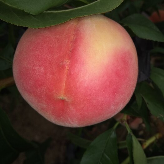蒙阴县北京8号桃 毛桃北京八号毛桃