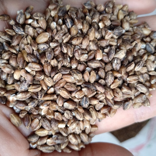 丽江黑青稞米