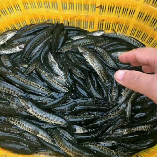 富顺县黑鱼苗 