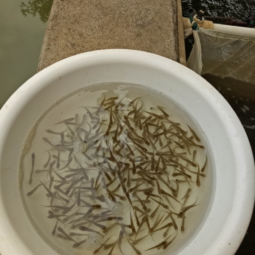 武汉 鱼苗体质强壮，体行好，抗病能力强！成活率高好养殖。