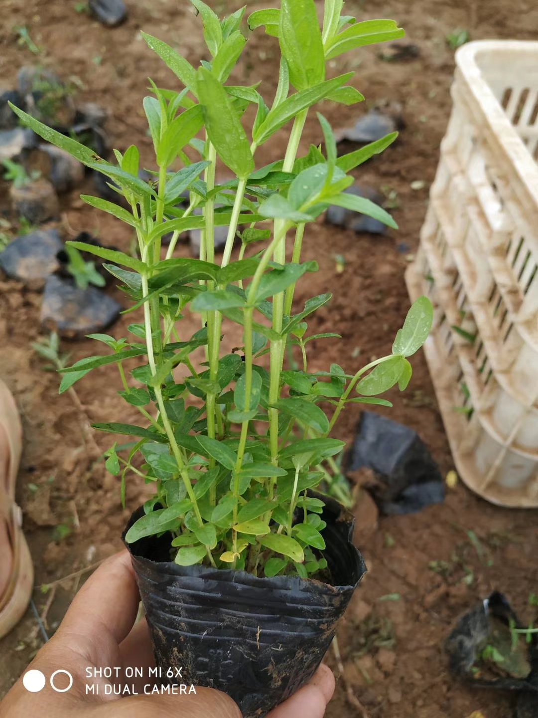 千屈菜 水生千屈菜，大盆千屈菜，