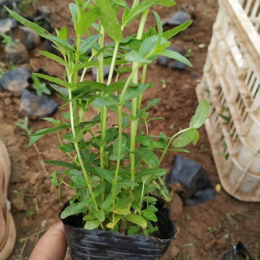 千屈菜 水生千屈菜，大盆千屈菜，