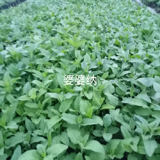 青州市婆婆纳种子  婆婆纳