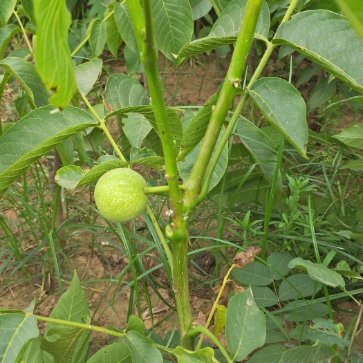 武陟县嫁接核桃苗