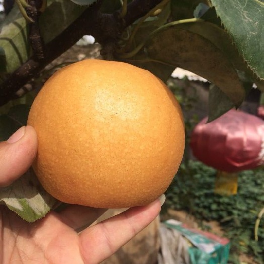 冠县丰水梨 300-350g 85mm以上