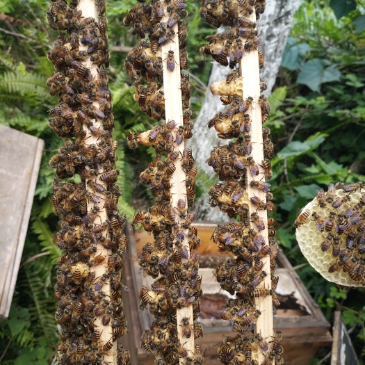东兰县中蜂 优质新产王