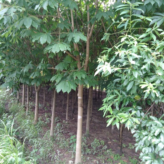 霍山县七叶树