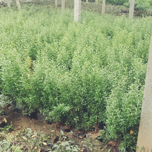 花石榴