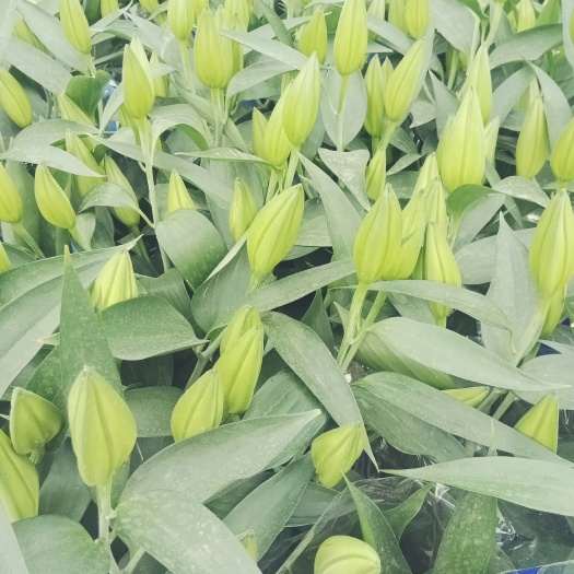 青州市百合花 4以上