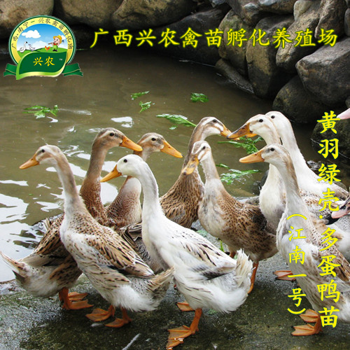 南宁青壳二号蛋鸭苗  麻羽、黄羽绿壳多蛋鸭