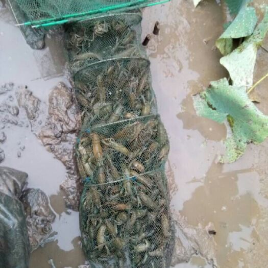 重庆市小龙虾苗