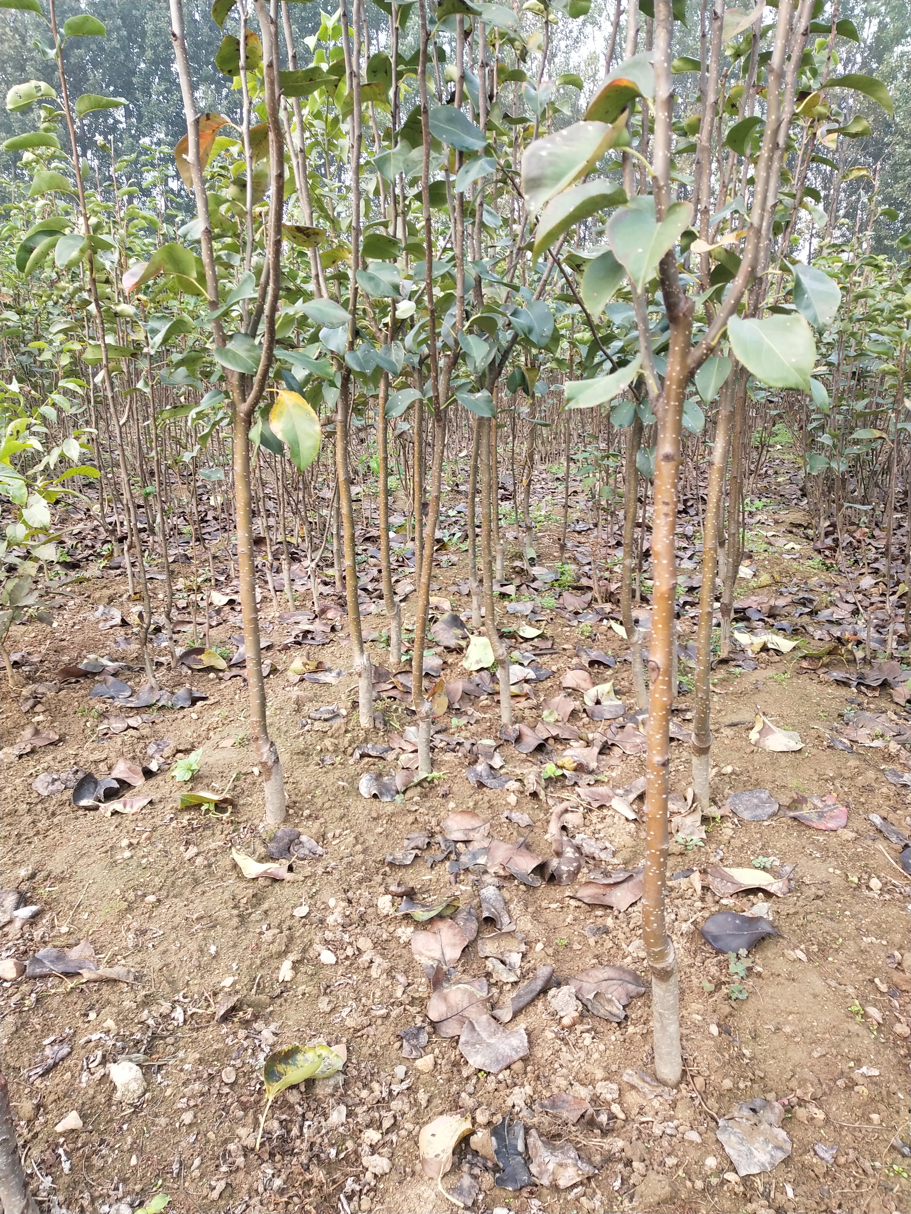 红香酥梨树苗 0.5~1米